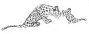 284Leopards.jpg (8705 bytes)